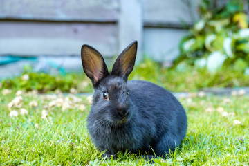 cute black rabbit sitting on green grass field with grey wooden fence on the back ground staring at you
