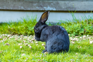 one cute black bunny doing some cleaning while sitting on green grass field against grey wooden fence