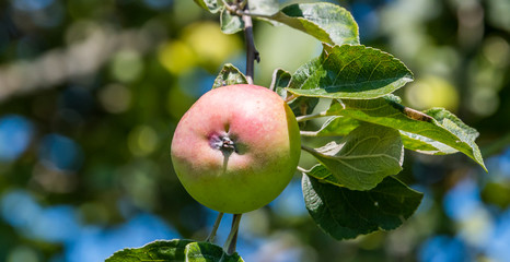 Apple Growing on a Tree in Summer