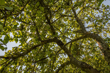 Looking up to the Sky through Apple Tree Branches with Apples