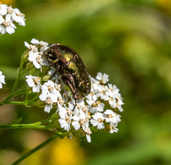 Copper and Green Metallic Shelled Beetle on White Flowers