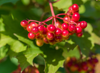 Red and Yellow Wolf Berries Growing on a Bush on a Sunny Day