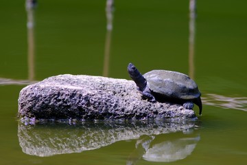 turtle on stone