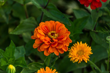 Colorful Orange and Yellow Flowers in a Garden