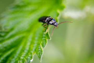 Macro insects