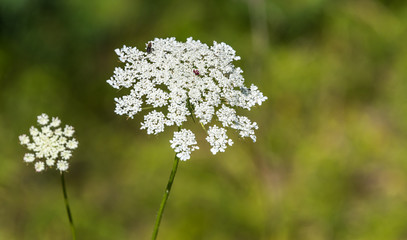 White Wildflowers Blooming on a Sunny Summer Day
