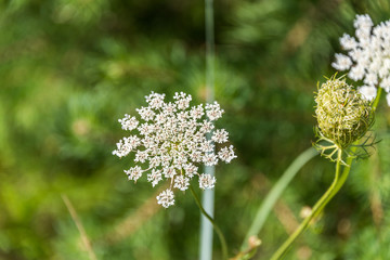 White Wildflowers Blooming on a Sunny Summer Day