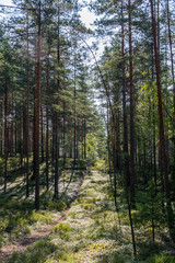 Beautiful Pine Forest on a Sunny Day in Summer