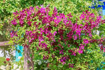 Gardening, flower growing and garden decor. Beautiful bright woven garden plant. Blooming purple clematis flower on a backyard fence in the background of a village house