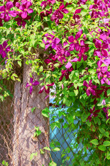Gardening, flower growing and garden decor. Beautiful bright woven garden plant. Blooming purple clematis flower on a backyard fence in the background of a village house