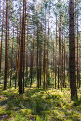 Fototapeta na wymiar Beautiful Pine Forest on a Sunny Day in Summer