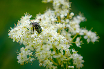 Macro insects