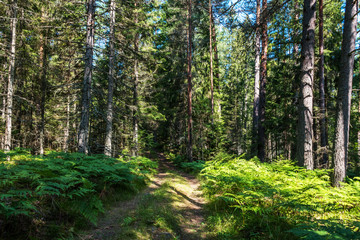 Beautiful Pine Forest on a Sunny Day in Summer
