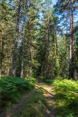 Beautiful Pine Forest on a Sunny Day in Summer