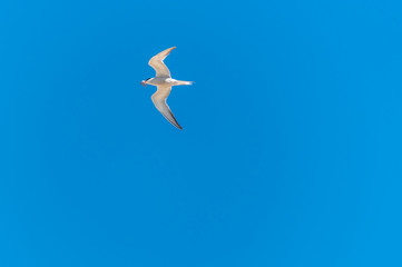 Tern Flying in a Clear Blue Sky with Fish