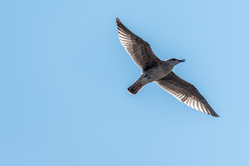 Young Seagull Flying in a Clear Blue Sky