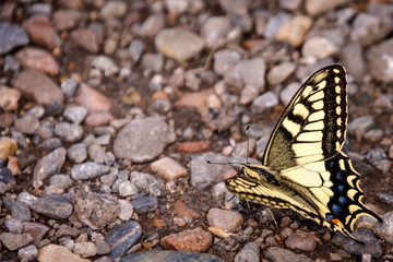 butterfly on leaf