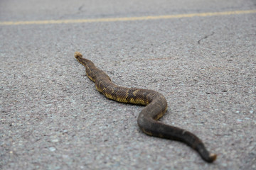 Timber Rattlesnake On Pennsylvania Back Road