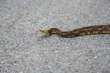 Timber Rattlesnake On Pennsylvania Back Road