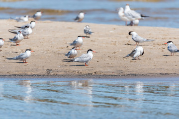 Terns and Seagulls resting on a Baltic Sea Beach