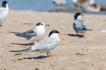 Terns and Seagulls resting on a Baltic Sea Beach