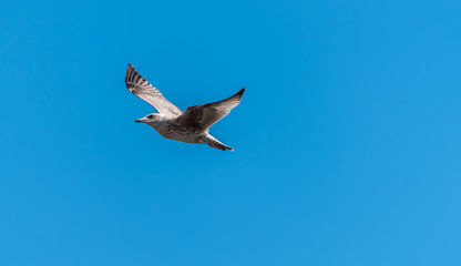 Young Seagull Flying in a Clear Blue Sky