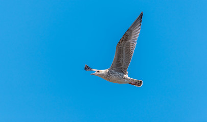 Young Seagull Flying in a Clear Blue Sky