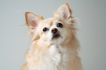 close up of white brown fur chihuahua.