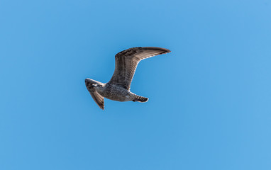 Young Seagull Flying in a Clear Blue Sky