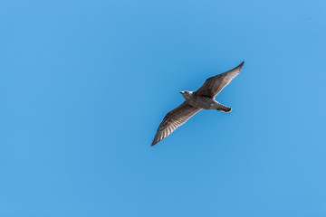 Young Seagull Flying in a Clear Blue Sky