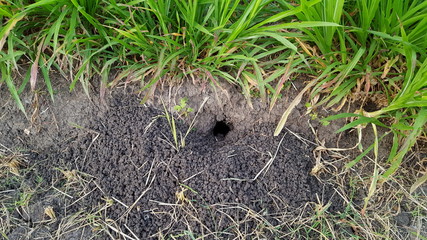 Rice field mouse hole, One disturbing animal that harms farmers