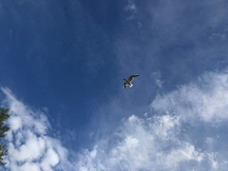 seagull in the sky