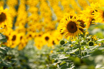 Sunflower close-up with field background