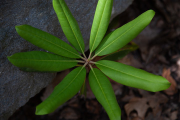 Symmetrical Leaves Of Plant Growing In Forest