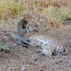 Cheetas lying with her two babies in the savannah, Serengeti reserve in Tanzania