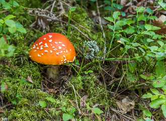 Toadstool Mushroom Growing on a Forest Floor
