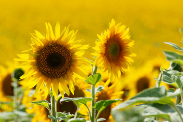 Sunflowers in the field, selective focus