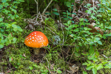 Toadstool Mushroom Growing on a Forest Floor