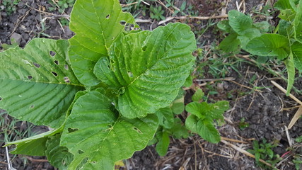 Fototapeta premium Spinach vegetables in the garden