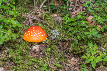 Toadstool Mushroom Growing on a Forest Floor