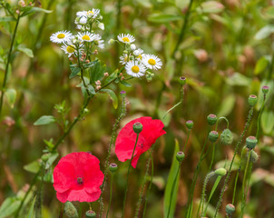 Red Poppies Growing in a Garden on a Sunny Day