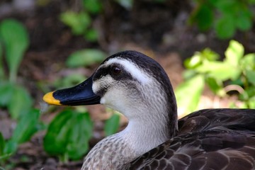 duck in forest