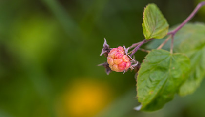 Closeup of Raspberries Growing in a Garden in Summer