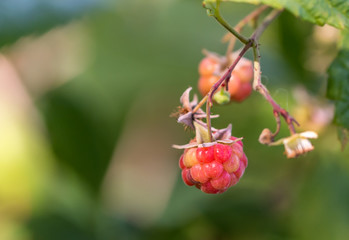 Closeup of Raspberries Growing in a Garden in Summer