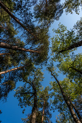 Looking up Through Trees to a Clear Blue Sky