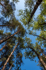 Looking up Through Trees to a Clear Blue Sky
