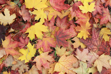 Naklejka na ściany i meble Fall leaves on the ground. Autumn background concept. Maple, red, yellow foliage, September, October, November, top view