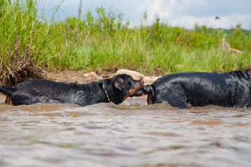 Brother And Sister Rottweiler Dogs Bonding At Lake, Playing In Water