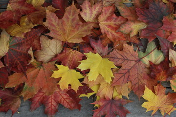 Naklejka na ściany i meble Fall leaves on wooden desk. Autumn background concept. Maple, red, yellow foliage, September, October, November, heap