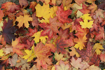 Naklejka na ściany i meble Autumn leaves on the ground. Fall background concept. Maple, red, yellow foliage, September, October, November, Indian summer